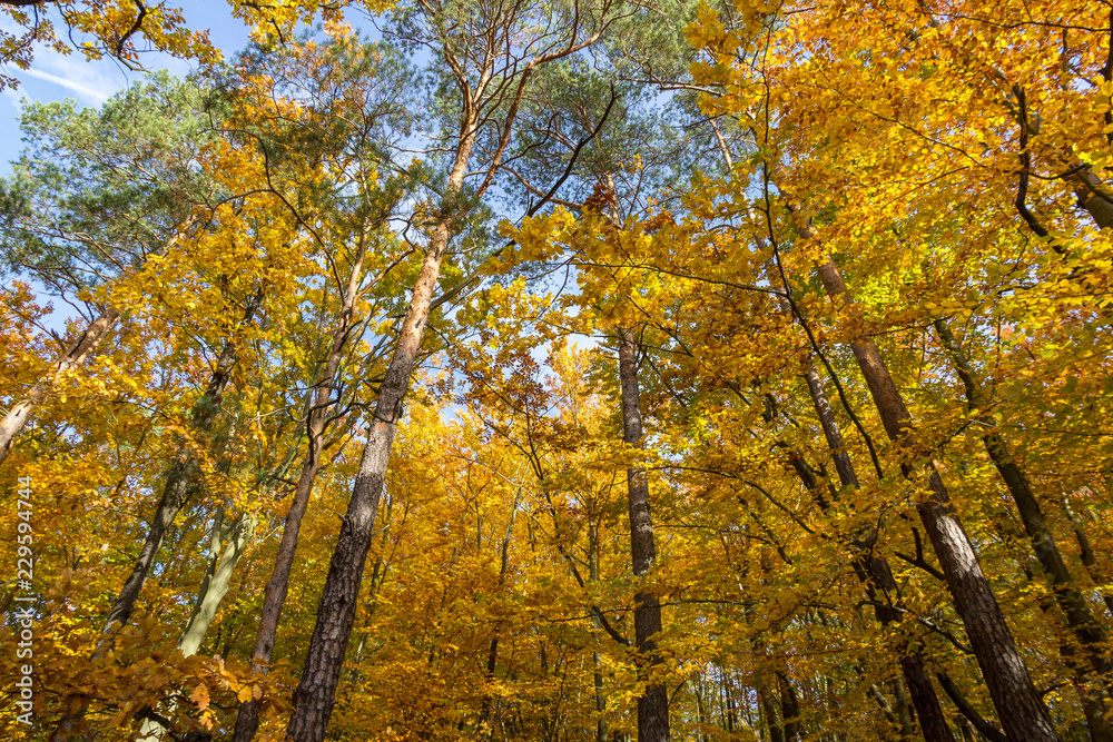 Herbst