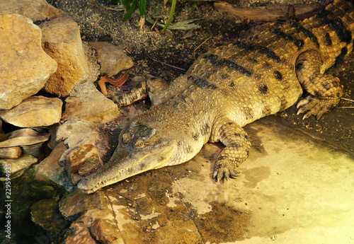west african slender-snouted crocodile (Mecistops cataphractus) in the ZOO
