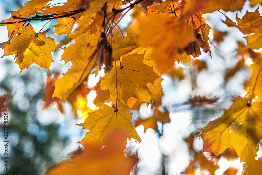 orange maple leaves on light blue background orange maple leaves on light blue background
