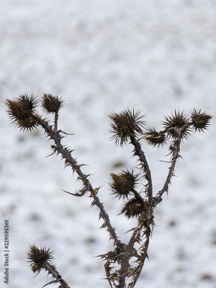 scene of thistles with contrasting snow background scene of thistles with contrasting snow background