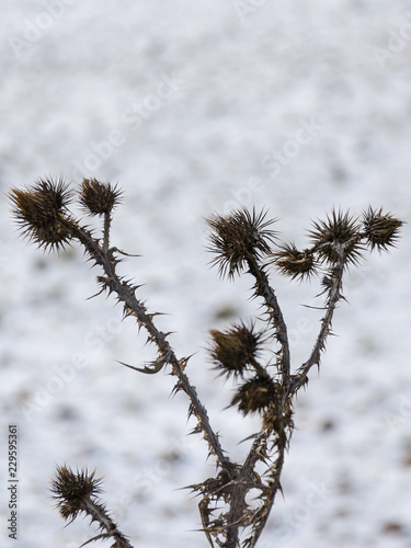 scene of thistles with contrasting snow background
