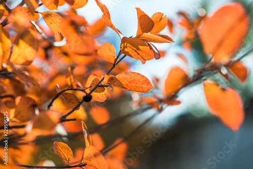 red leaves on a Bush branch in the blue sky