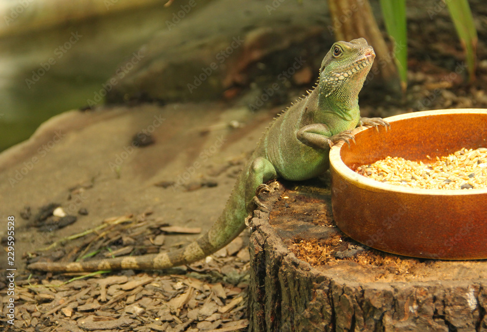 Fototapeta premium the chinese water dragon (Physignathus cocincinus) on the bowl with food in the terrarium