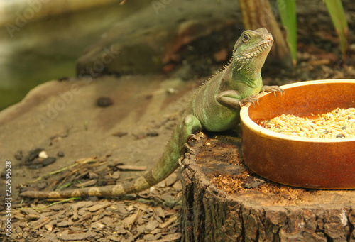Fotografia, Obraz the chinese water dragon (Physignathus cocincinus) on the bowl with food in the