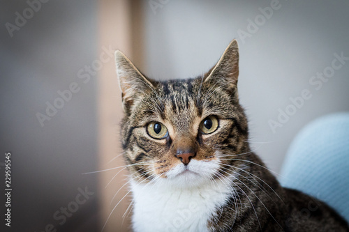 Katze mit fragendem Blick