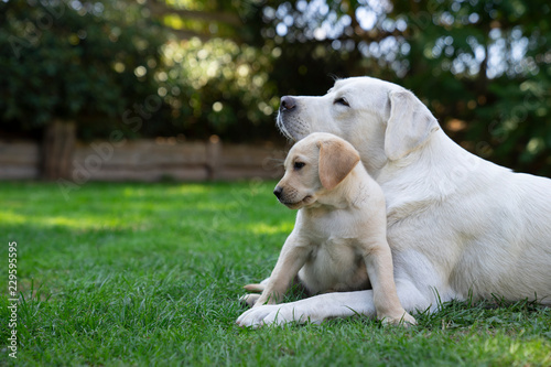 young cute little purebred labrador retriever dog puppy pet outdoors