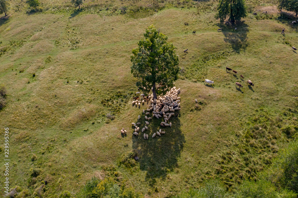 Naklejka premium Transhumance, sheep and shepherd on mountain pasture