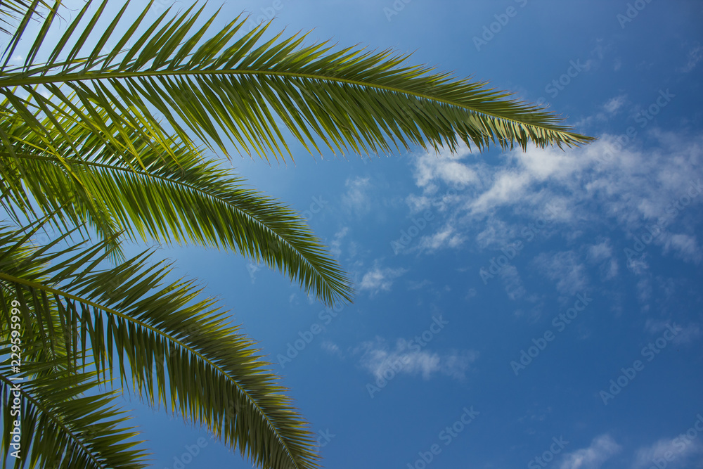 vacation and holidays rest wallpaper banner concept of green palm leaves from below on blue sky background, copy space