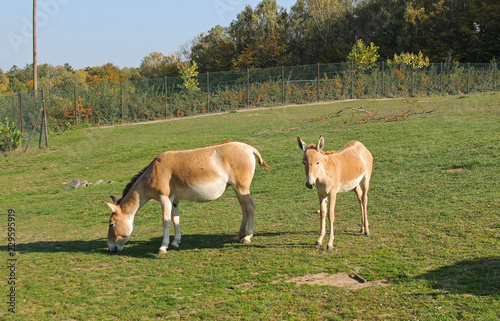 Asiatic wild ass onager  Equus hemionus   youngster and its mother in the ZOO