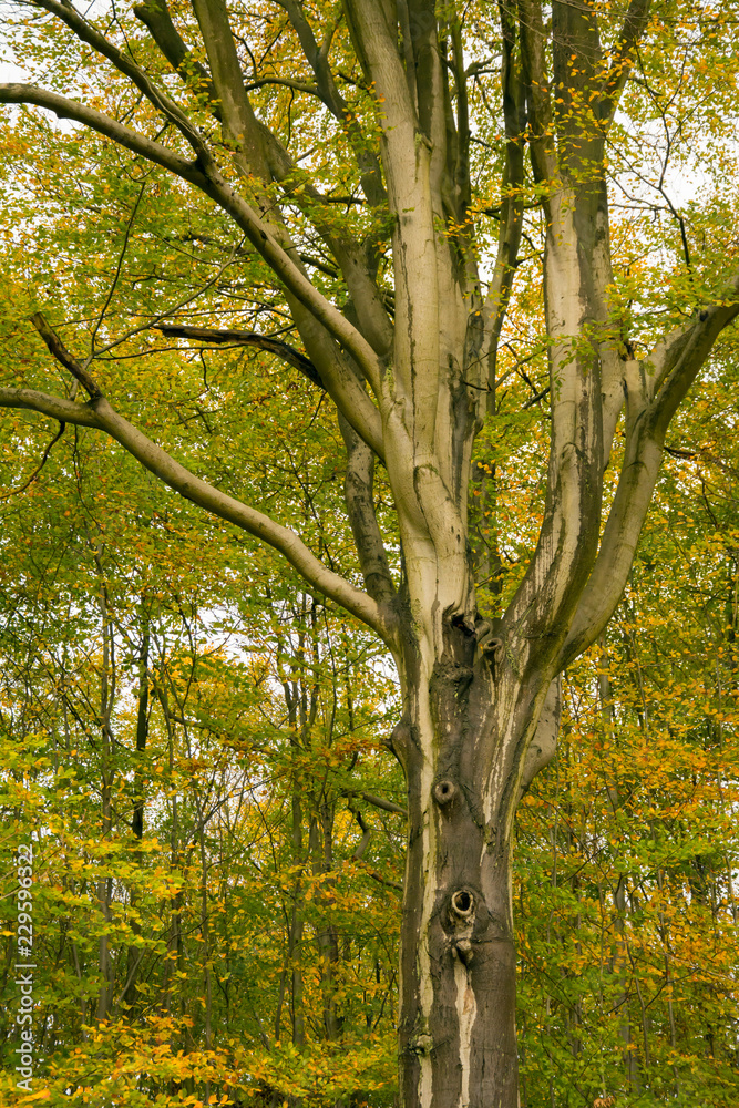Single beech tree with smooth siver-grey bark and small trees with yellow leaves in the background