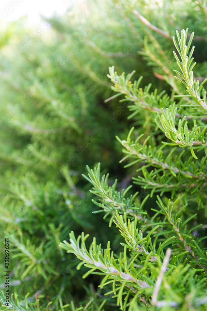 Rosemary bush with blurred background. Sticking seasoning branches