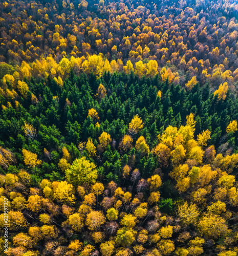 Aerial drone view of the colorful forest in Autumn