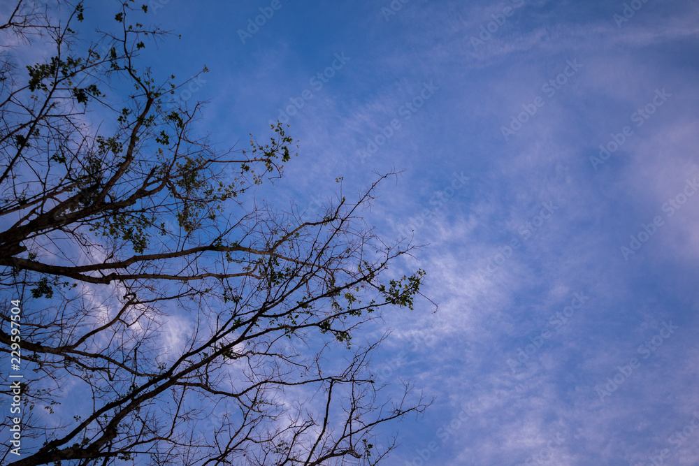Dry tree Dry tree