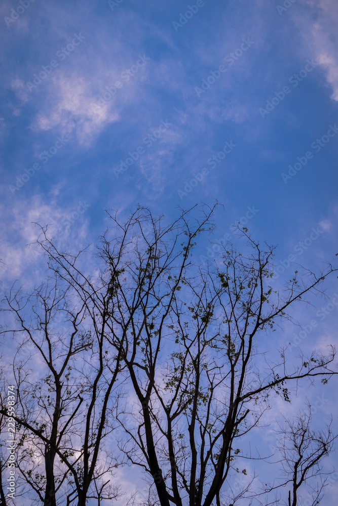 Dry tree Dry tree