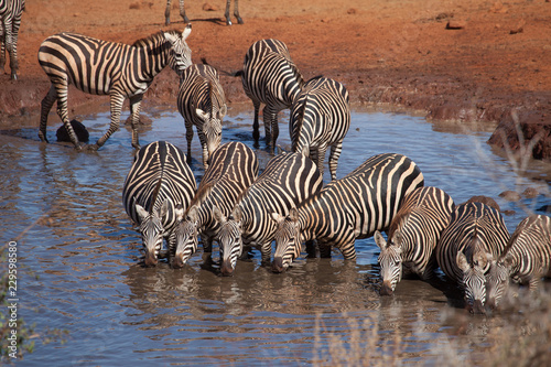 Zebra drinking at the waterhole