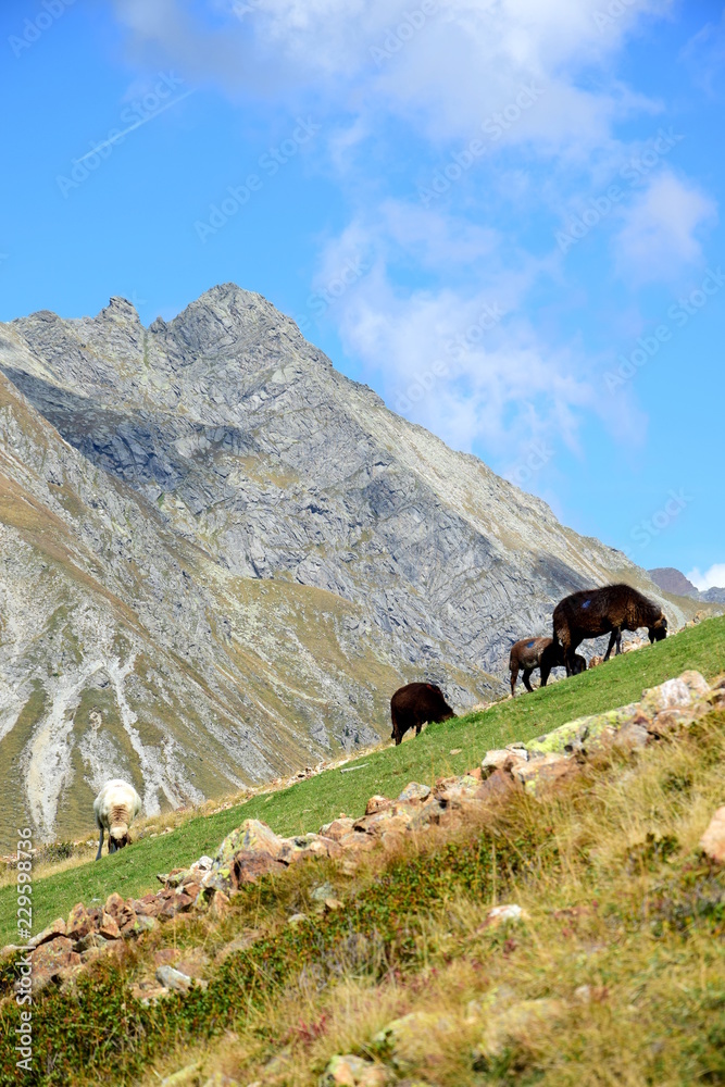 Almwirtschaft im Sommer in Südtirol mit weidenden Schafen