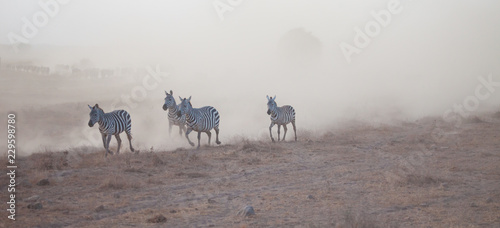 Canvas Print Dusty stampede of zebra and wildebeest in Africa at duskk