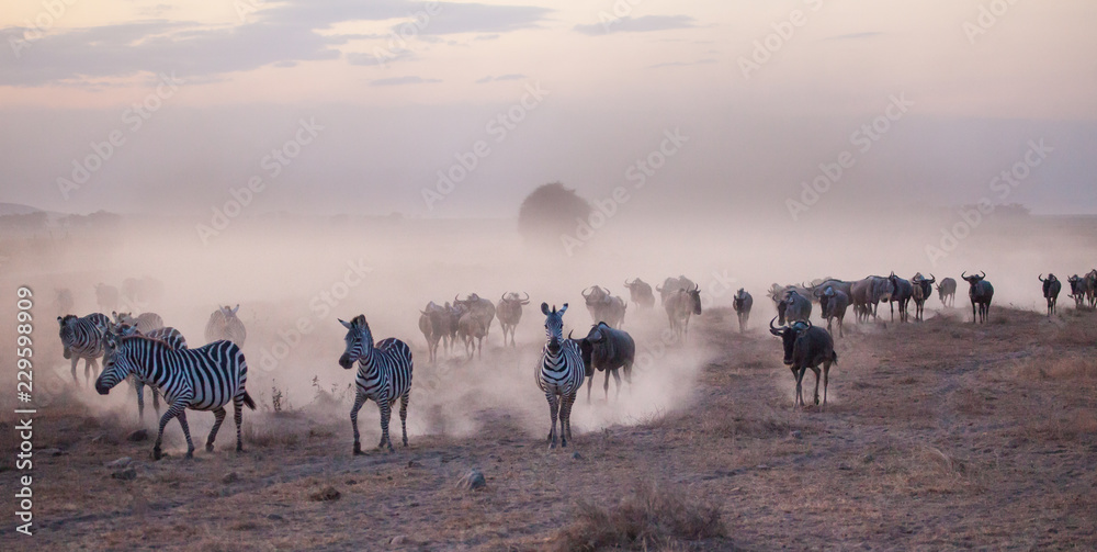 Dusty stampede of zebra and wildebeest in Africa at dusk