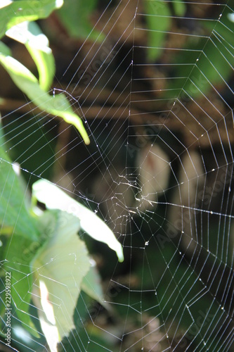 Spider web with green leaves in forest