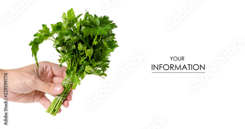 A bunch of parsley in hand pattern on white background isolation