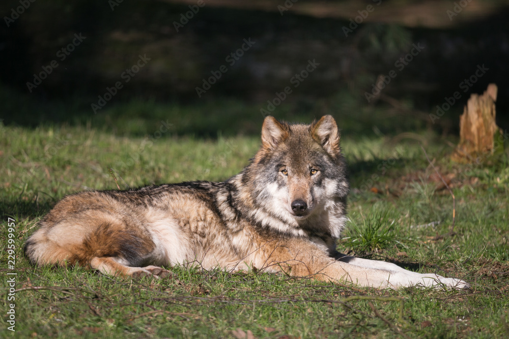 Obraz premium Wolf in der Sonne