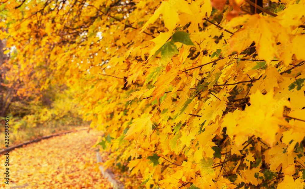 Autumn park, beautiful maple alley. Scenic maple tree alley with colorful leafs. Autumn park, beautiful maple alley. Scenic maple tree alley with colorful leafs.