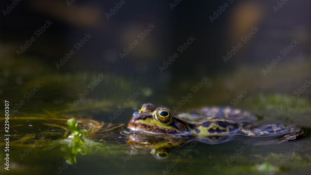 Teichfrosch Teichfrosch