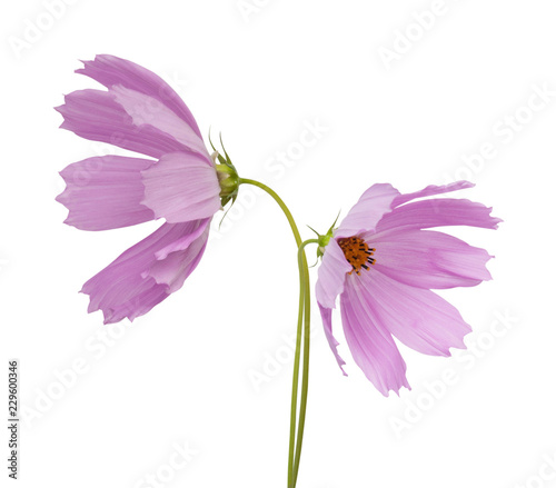 cosmos flower