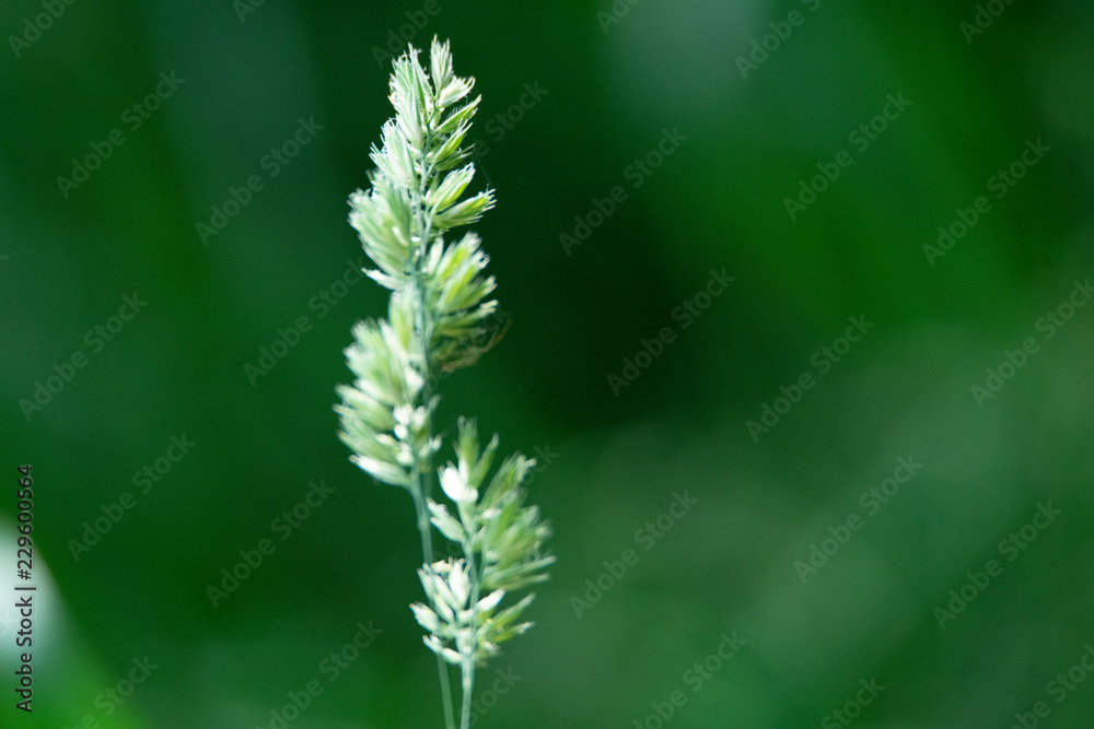 grass grass
