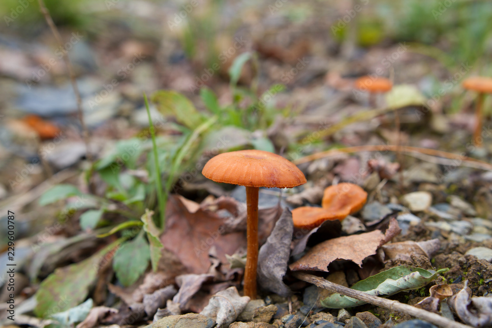 Small Brown Gilled Mushroom Sprouting From Foliage Small Brown Gilled Mushroom Sprouting From Foliage