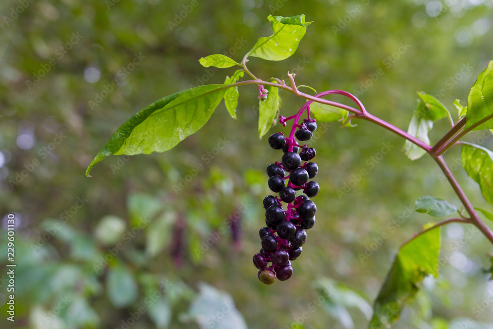Poisonous Pokeberries, Beautiful But Toxic Berries Growing Naturally