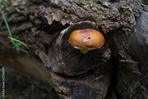 Deadly Poisonous Galerina Mushroom Growing On A Fallen Oak Tree