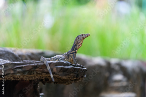 lizard on a rock © Nirote