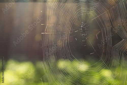 animal object nature concept of soft focus spider web on park outdoor forest environment unfocused background