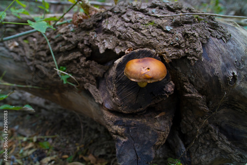 Deadly Poisonous Galerina Mushroom Growing On Host Tree