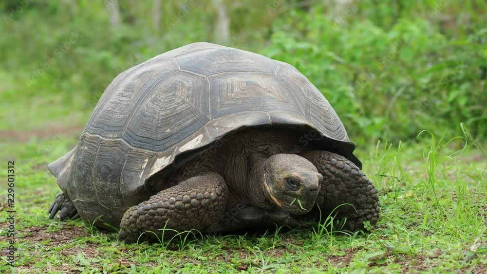 Giant Tortoise, El Chato, Highlands of Santa Cruz or Indefatigable Island, Galapagos, Ecuador Giant Tortoise, El Chato, Highlands of Santa Cruz or Indefatigable Island, Galapagos, Ecuador
