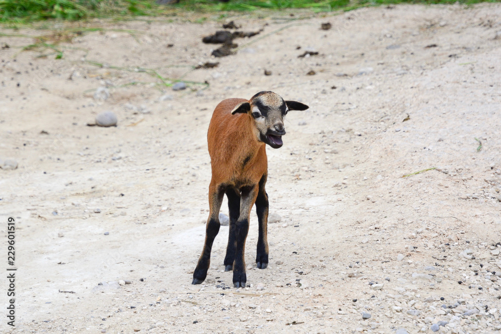 Obraz premium Bleating goatling on the ground