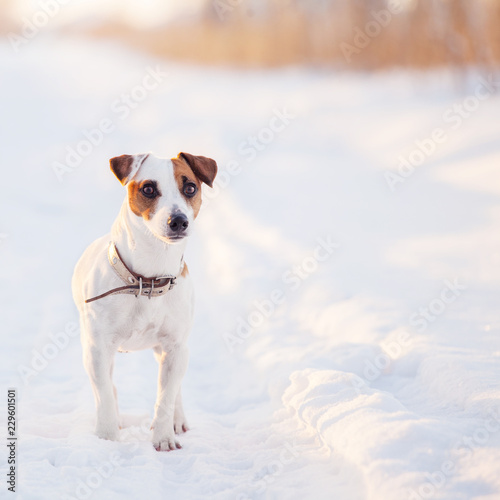 Dog walking at winter
