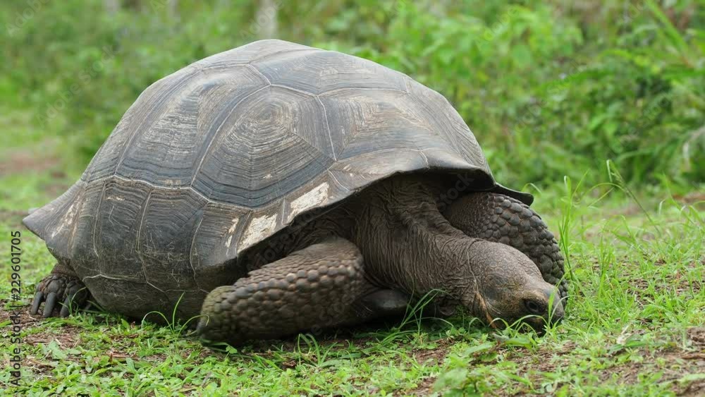 Giant Tortoise, El Chato, Highlands of Santa Cruz or Indefatigable Island, Galapagos, Ecuador Giant Tortoise, El Chato, Highlands of Santa Cruz or Indefatigable Island, Galapagos, Ecuador