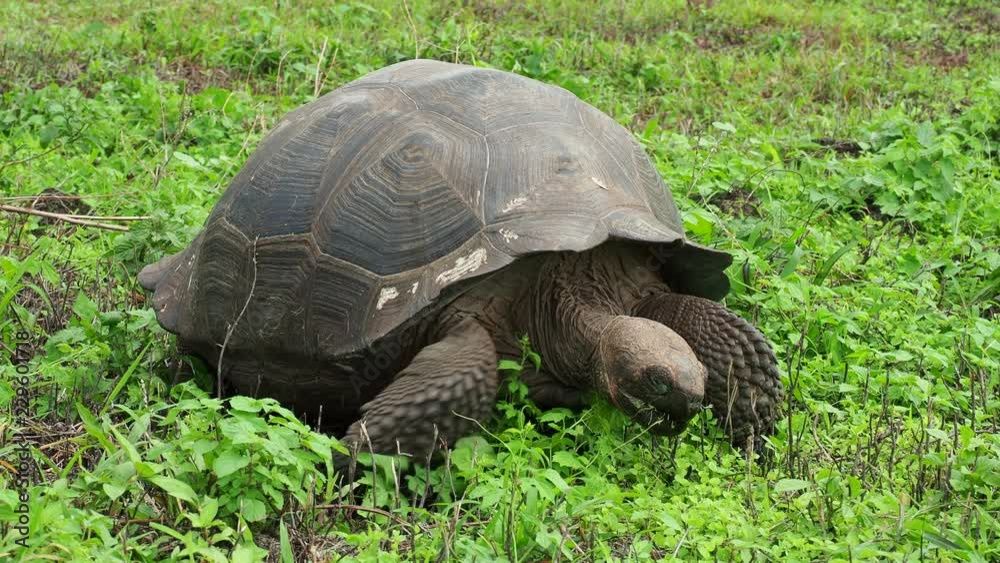 Giant Tortoise, El Chato, Highlands of Santa Cruz or Indefatigable Island, Galapagos, Ecuador Giant Tortoise, El Chato, Highlands of Santa Cruz or Indefatigable Island, Galapagos, Ecuador