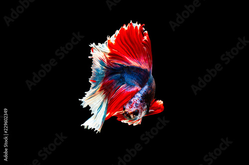 Foto The moving moment beautiful of siamese betta fish or splendens fighting fish in thailand on black background