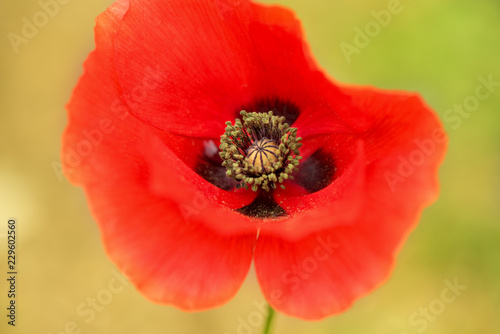 Fototapeta Naklejka Na Ścianę i Meble -  Close up of Poppy Flower, macrophotography