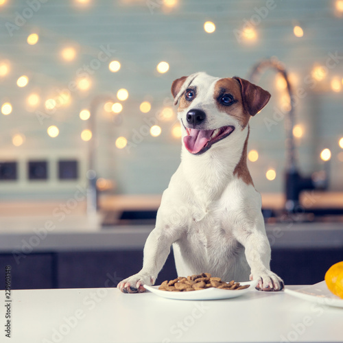 Dog eating food at home