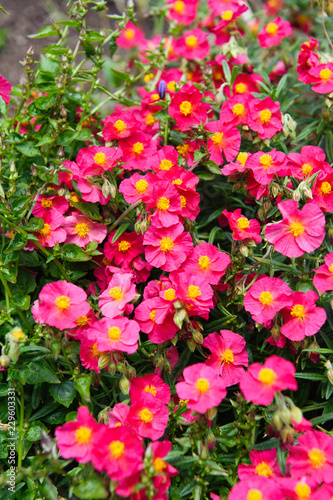 Wallpaper Mural helianthemum watergate ruby pink Torontodigital.ca