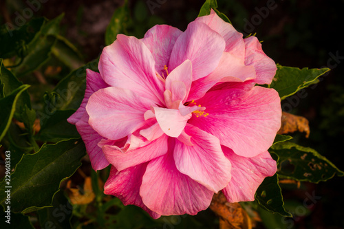 Pink Rose at Kaas Plateau, Maharashtra, India