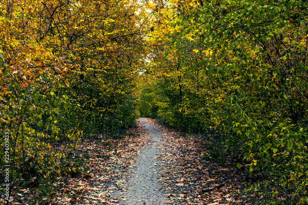 road in the forest covered with dried leaves road in the forest covered with dried leaves