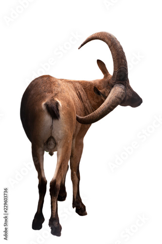Goat with big horns © yurchello108