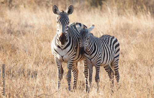 Mom and baby zebra