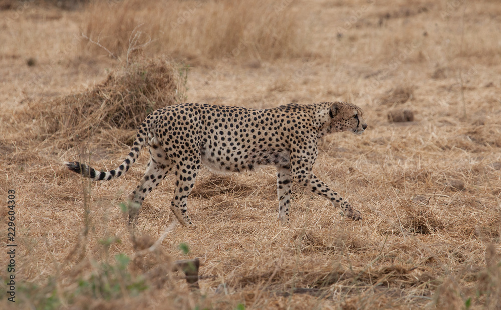 Cheetah on the move