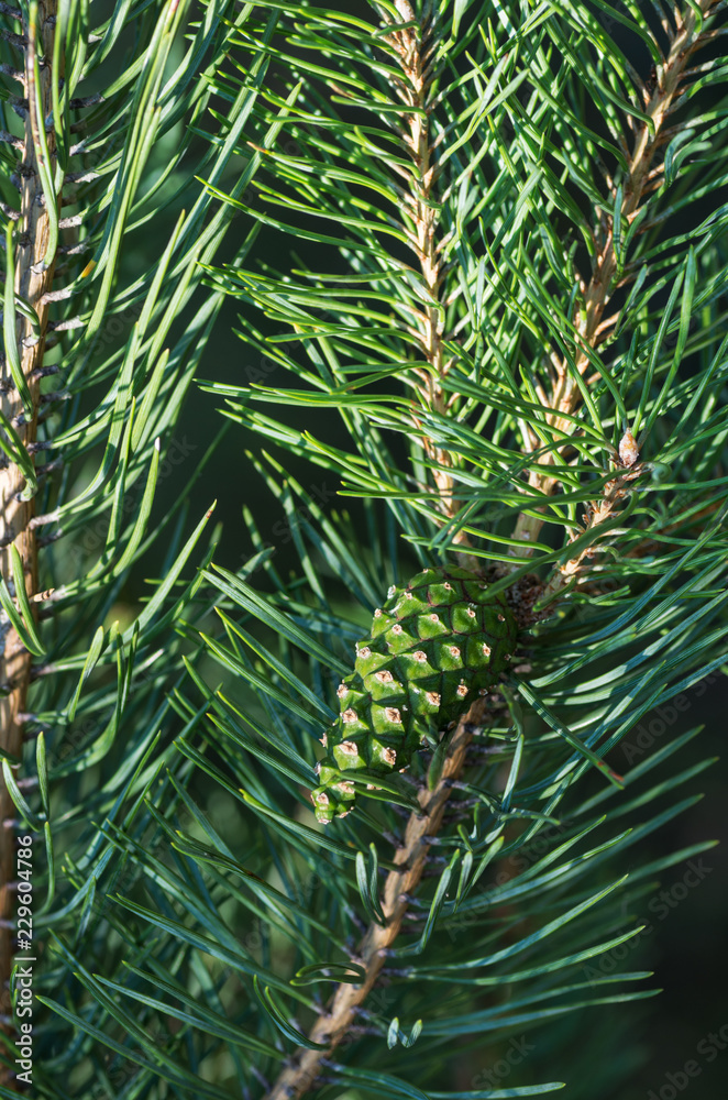 Closeup of a green cone that grows on fir branch against forest background on sunny day, shallow depth of field.
